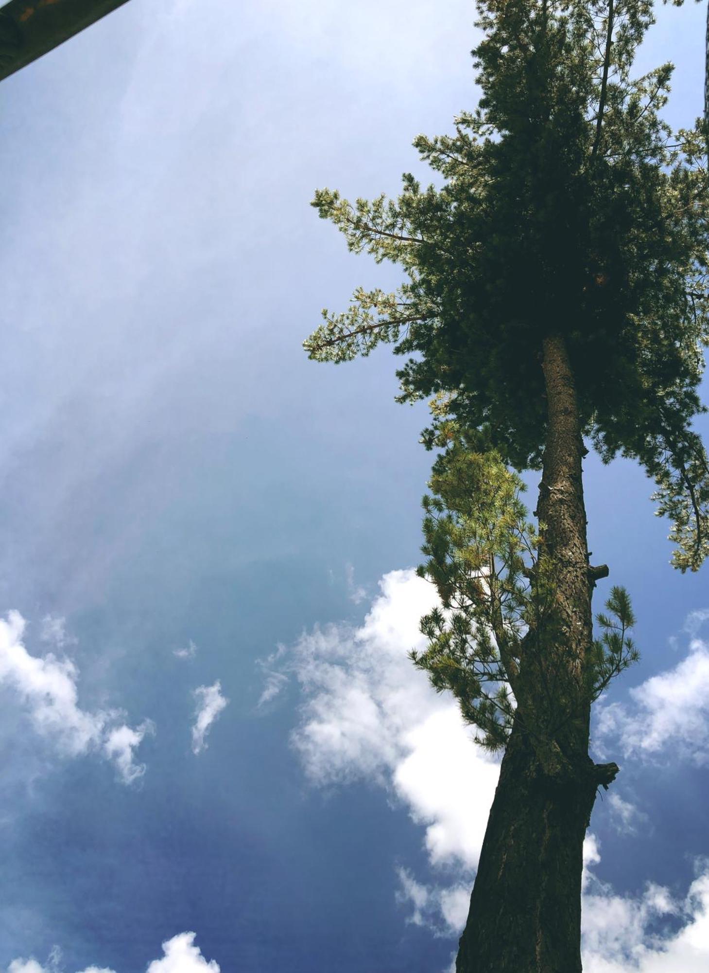 The Tree House *